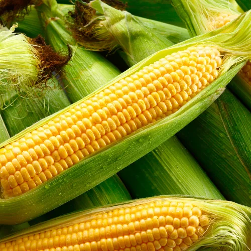 Maize