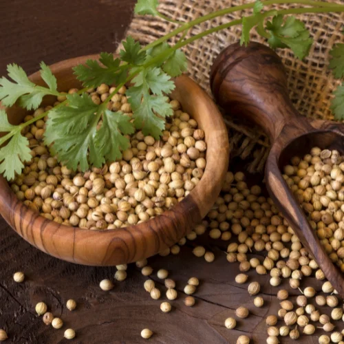 Coriander