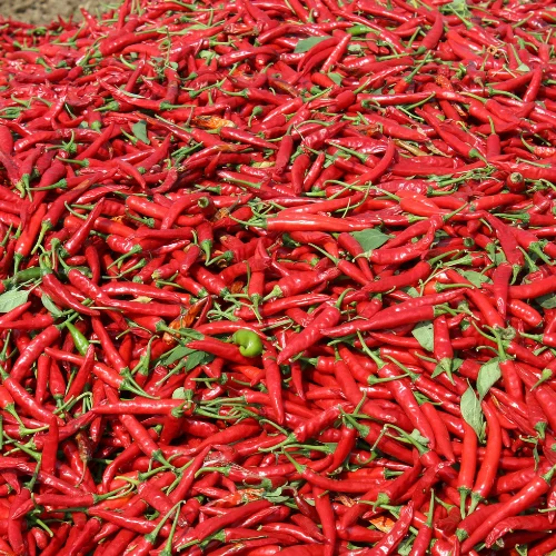 Red Chilli